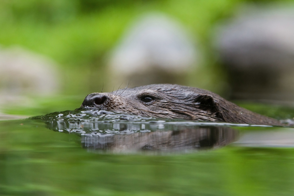 European Otter swimming